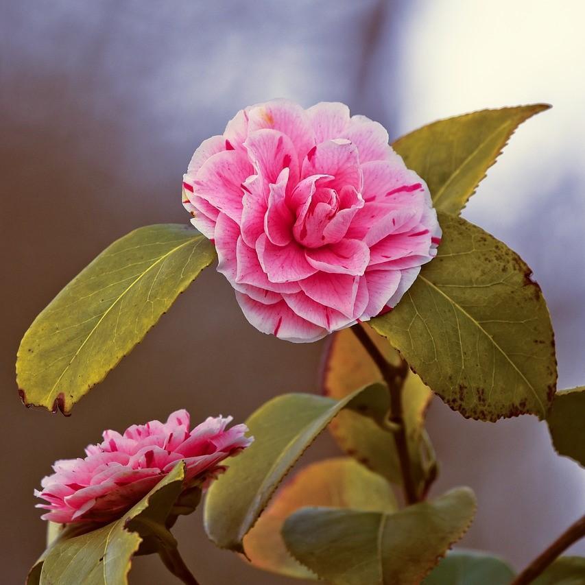 Camellia japonica 'Tricolor' ~ Tricolor Camellia-ServeScape