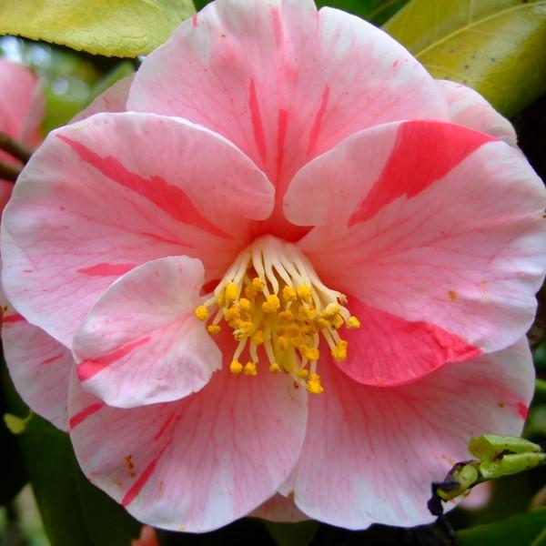 Camellia japonica 'Tricolor' ~ Tricolor Camellia-ServeScape