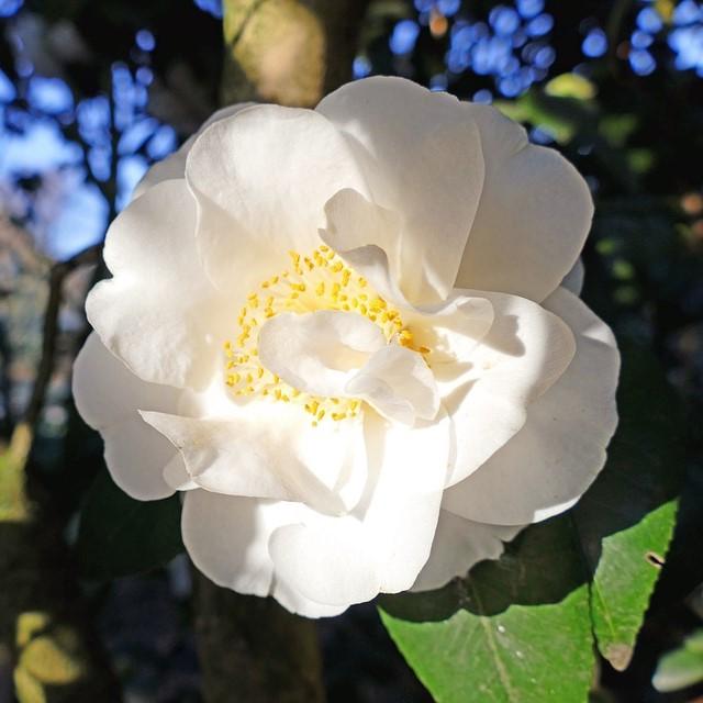 Camellia japonica 'Victory White' ~ Victory White Camellia-ServeScape