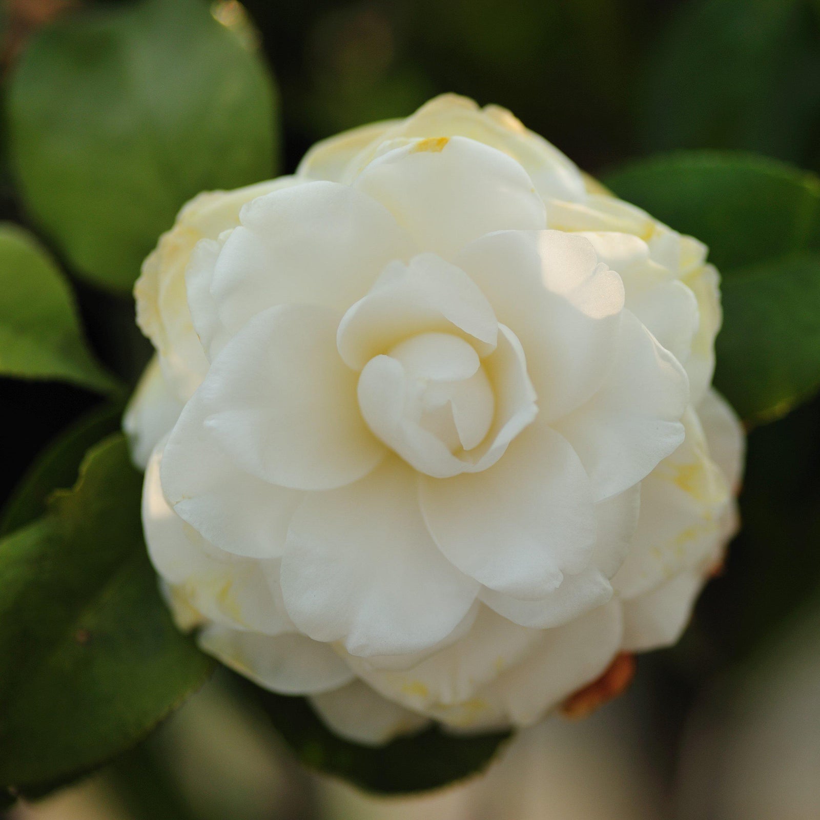 Camellia japonica 'White By The Gate' ~ White By The Gate Camellia-ServeScape