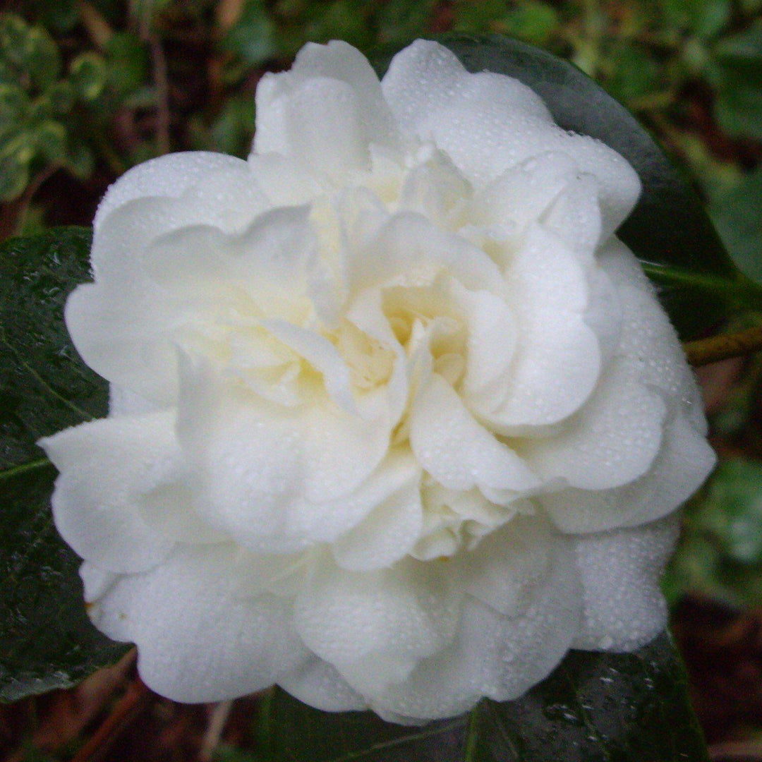 Camellia japonica 'White Debutante' ~ White Debutante Camellia-ServeScape