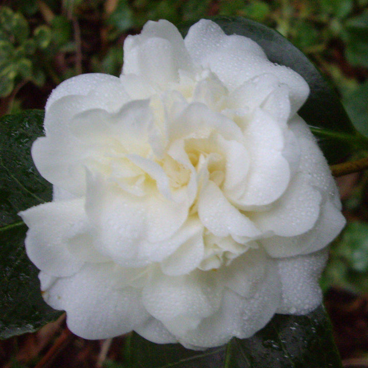 Camellia japonica 'White Debutante' ~ White Debutante Camellia-ServeScape