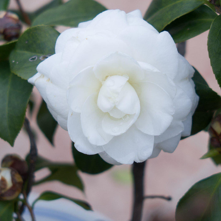 Camellia japonica 'White Perfection' ~ White Perfection Camellia-ServeScape