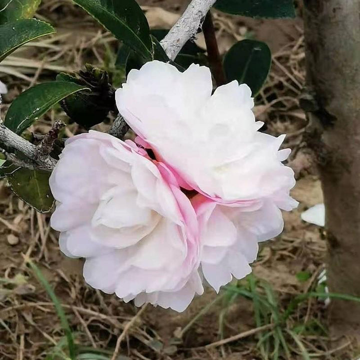 Camellia sasanqua 'Asakura' ~ Asakura Camellia-ServeScape