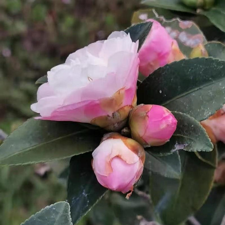 Camellia sasanqua 'Asakura' ~ Asakura Camellia-ServeScape