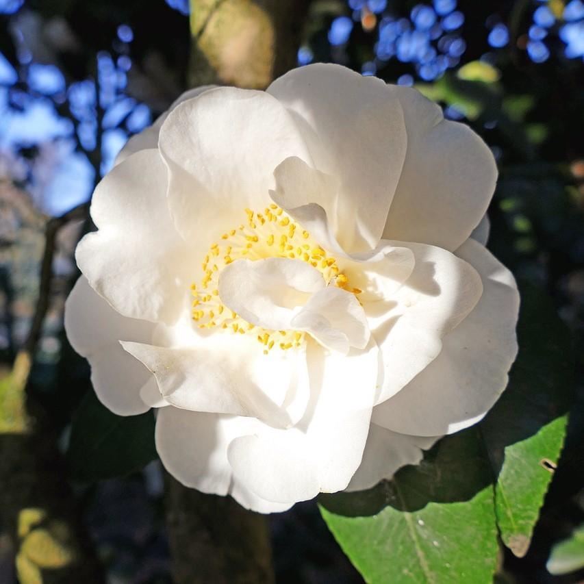 Camellia sasanqua 'Asakura' ~ Asakura Camellia-ServeScape