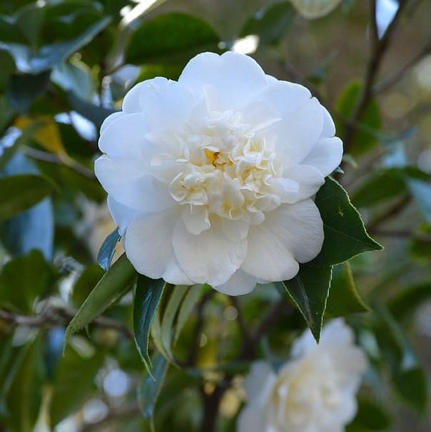 Camellia sasanqua 'Autumn Rocket' ~ Autumn Rocket Camellia-ServeScape