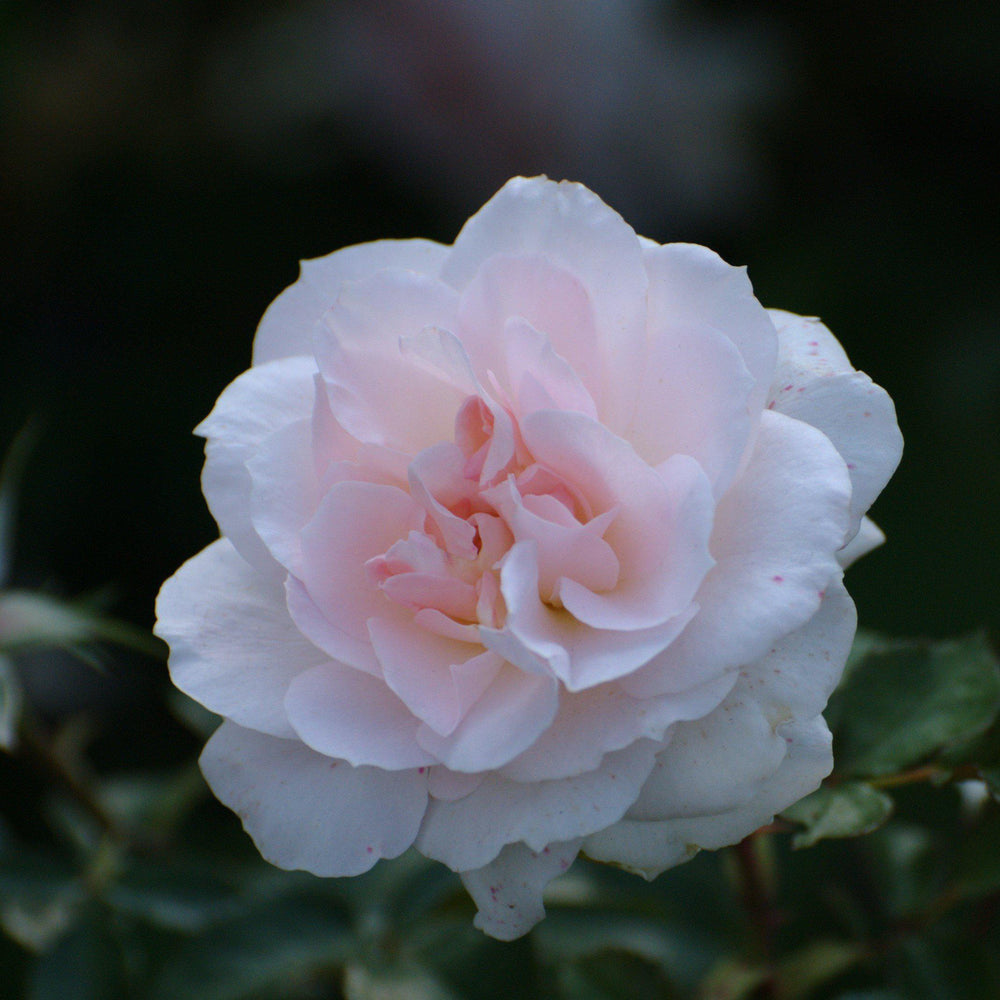 Camellia sasanqua 'Autumn Sentinel' ~ Autumn Sentinel Camellia-ServeScape