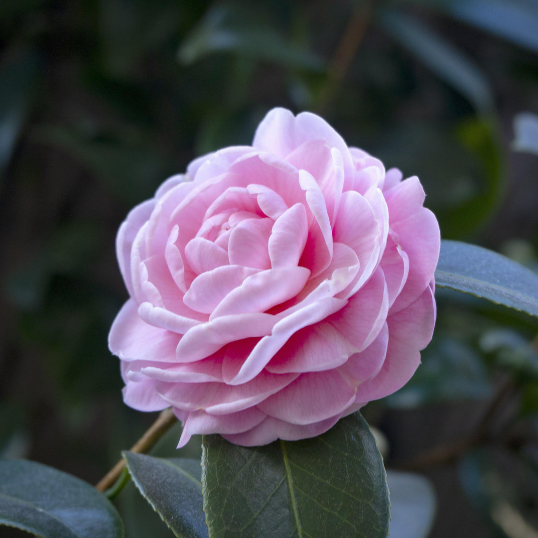 Camellia sasanqua 'Autumn Sentinel' ~ Autumn Sentinel Camellia - Delivered By ServeScape