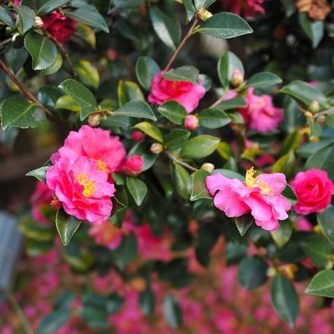 Camellia sasanqua 'Bonanza' ~ Bonanza Camellia-ServeScape
