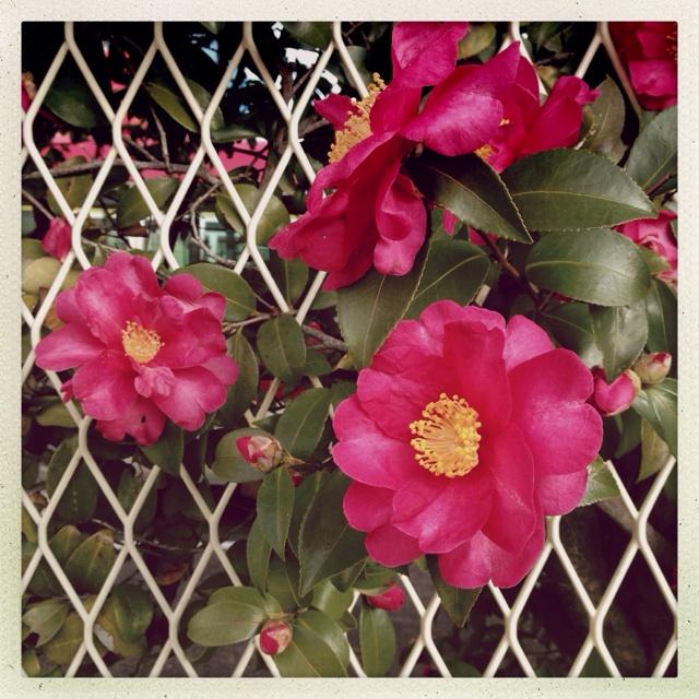 Camellia sasanqua 'Bonanza' ~ Bonanza Camellia-ServeScape