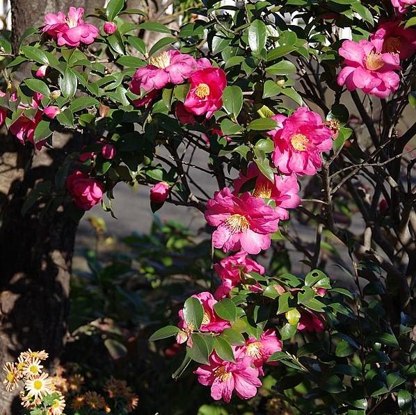 Camellia sasanqua 'Bonanza' ~ Bonanza Camellia-ServeScape