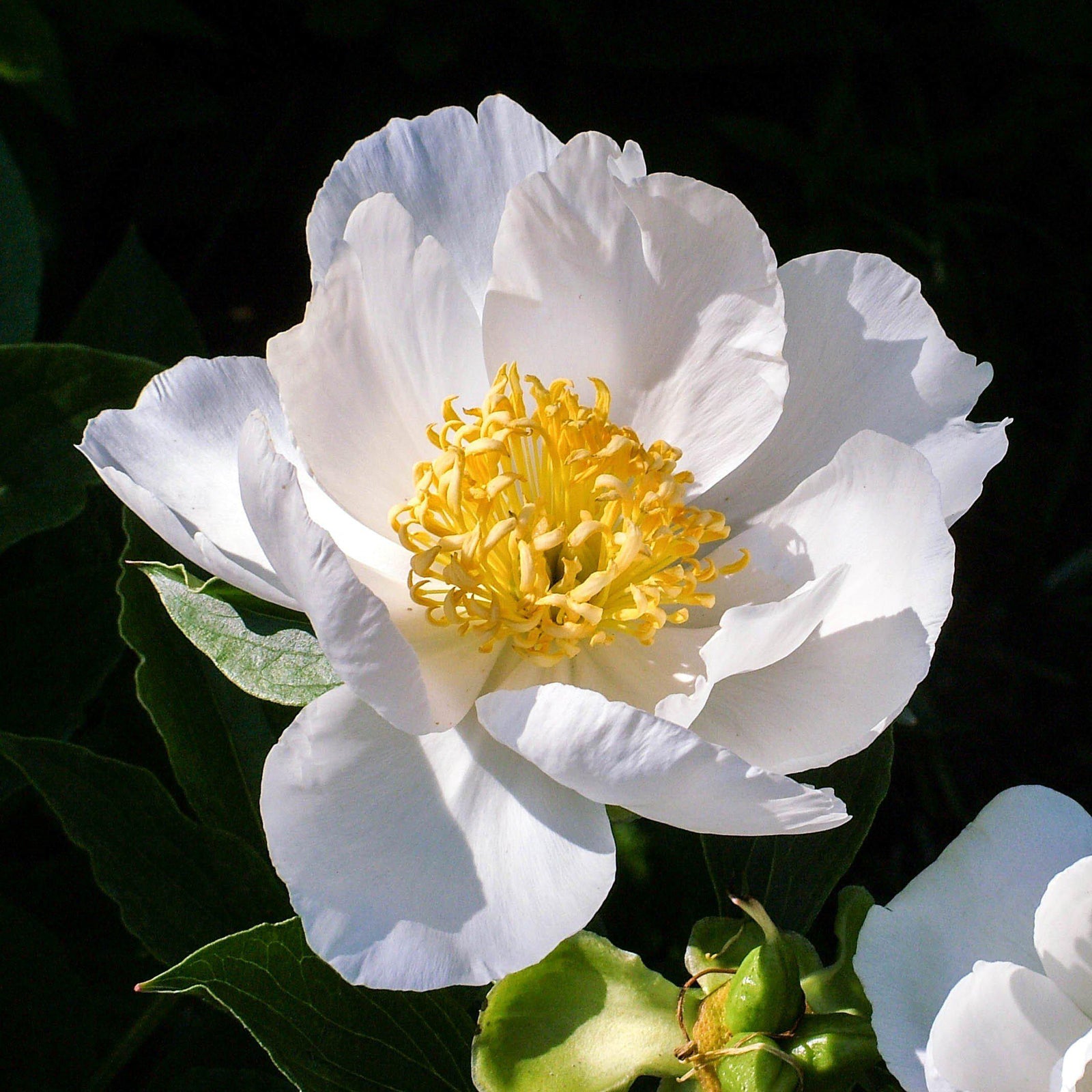 Camellia sasanqua 'Eos' ~ Eos Camellia-ServeScape