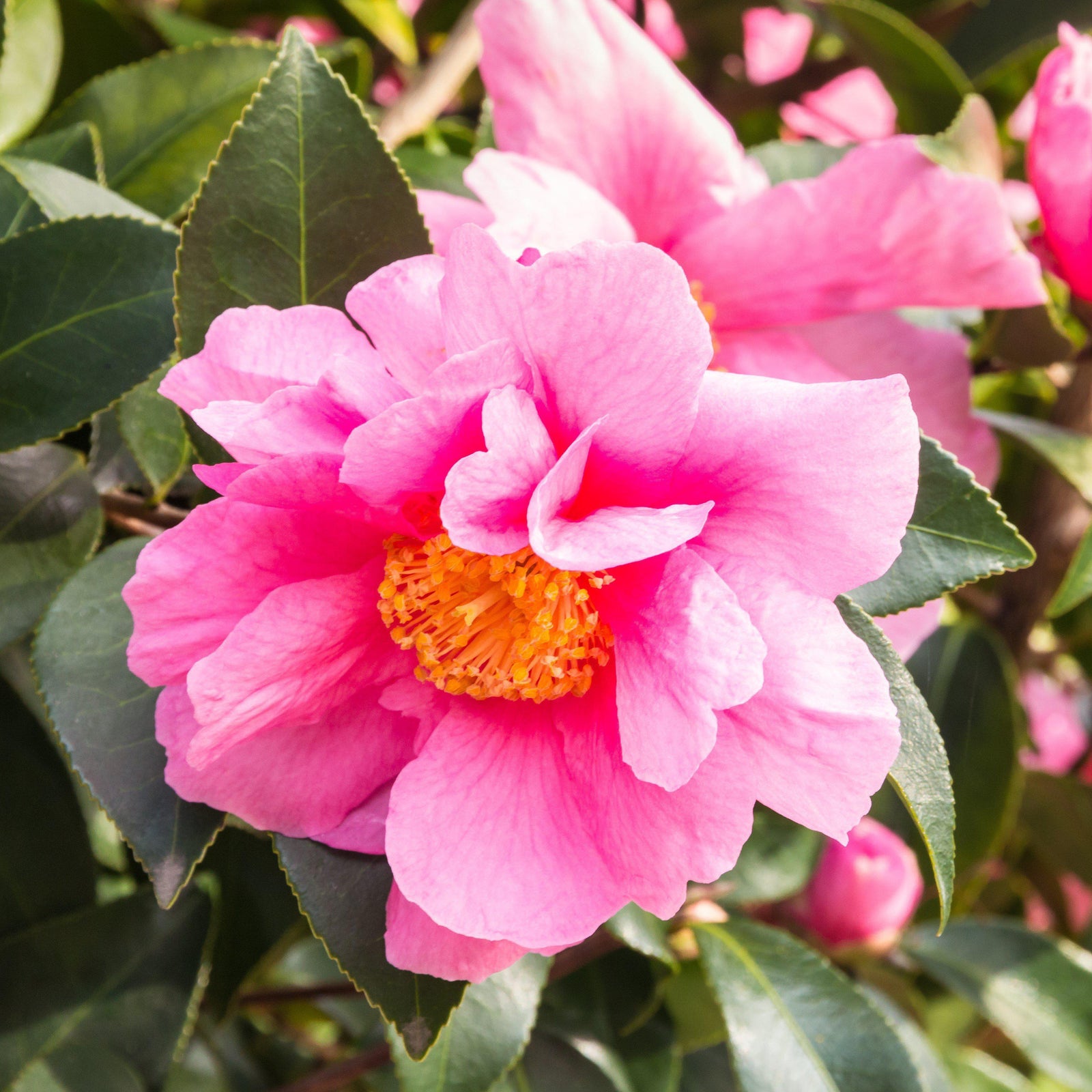 Camellia sasanqua ‘Green 01-006’ ~ October Magic® Carpet™ Camellia-ServeScape