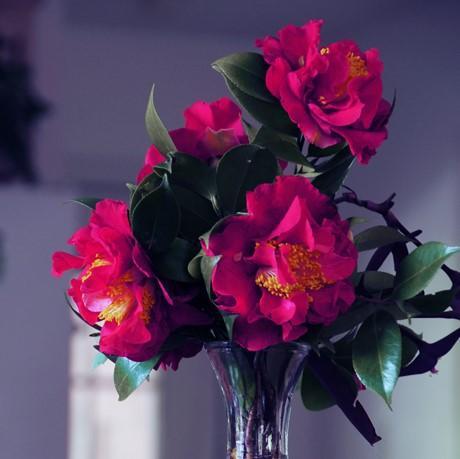 Camellia sasanqua 'Green 02-003' PP24538 ~ October Magic® Ruby™ Camellia-ServeScape