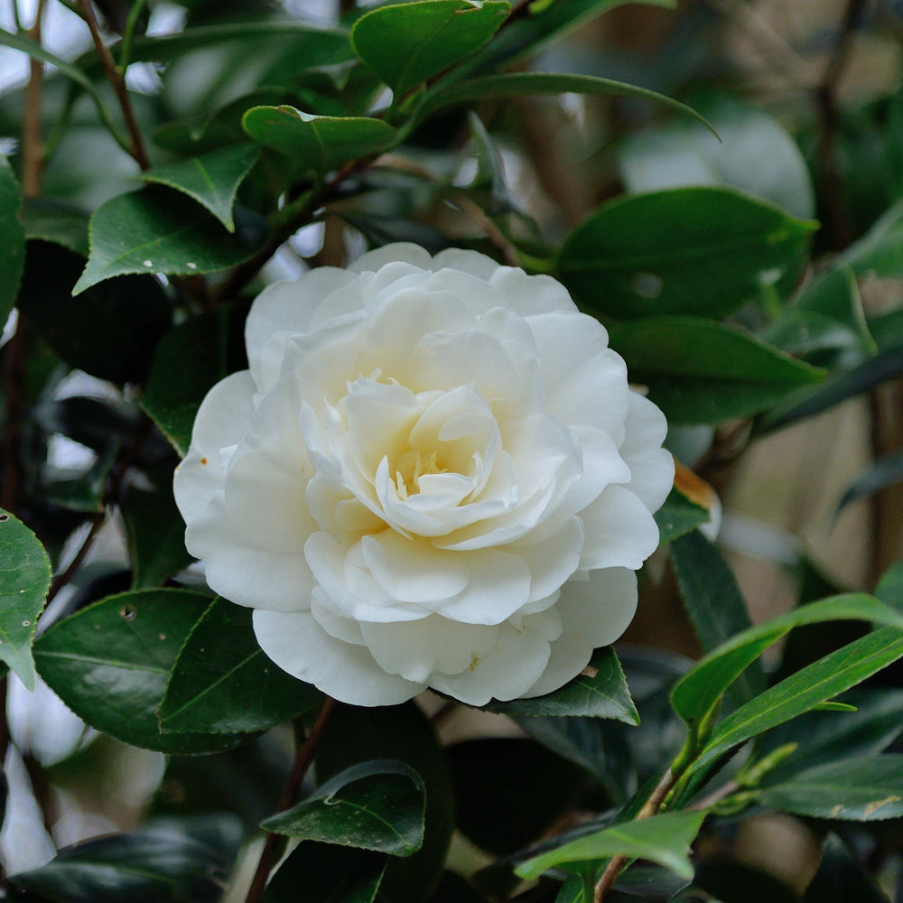Camellia sasanqua ‘Green 02-004’ ~ October Magic® White Shi-Shi™ Camellia-ServeScape