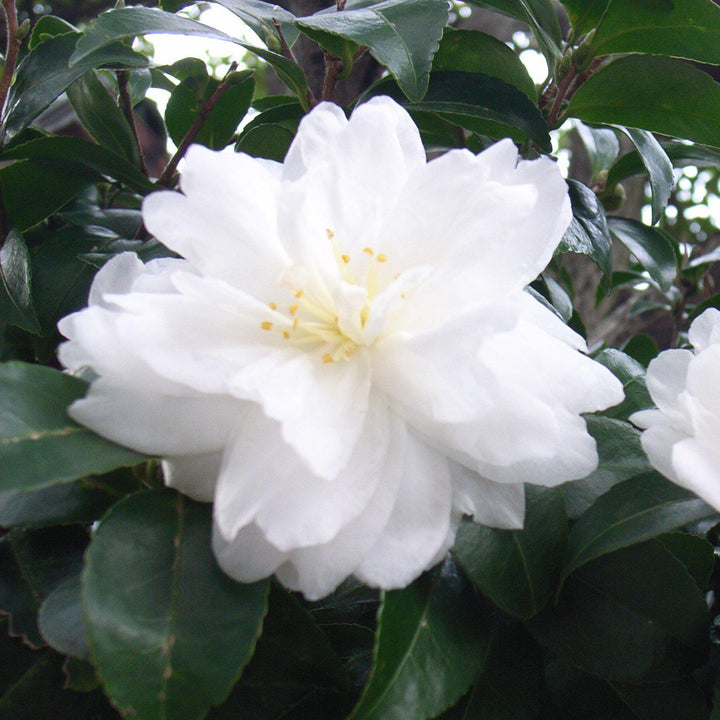 Camellia sasanqua ‘Green 02-004’ ~ October Magic® White Shi-Shi™ Camellia-ServeScape