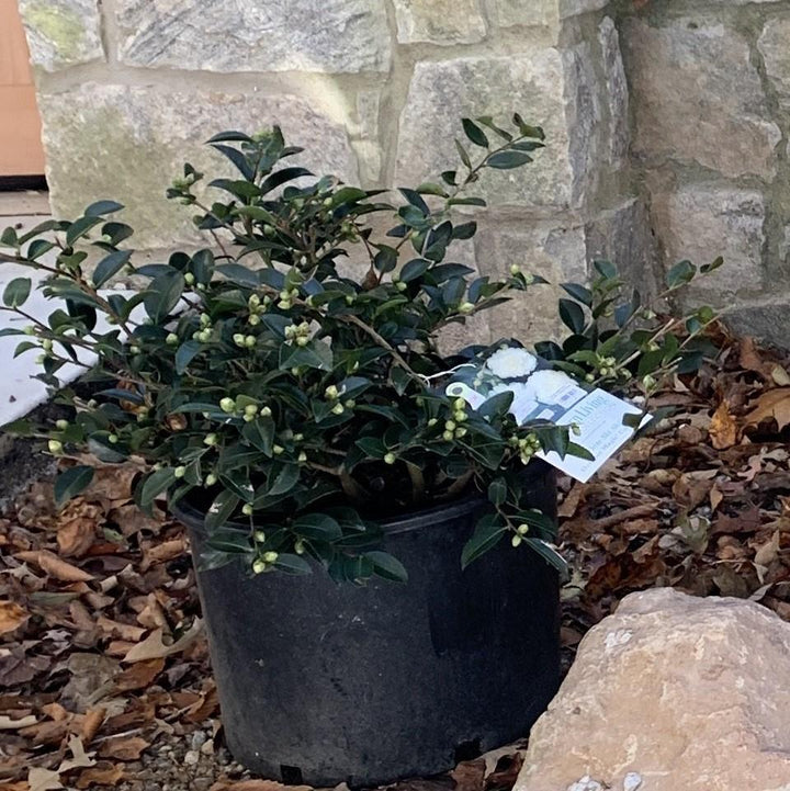 Camellia sasanqua ‘Green 02-004’ ~ October Magic® White Shi-Shi™ Camellia-ServeScape