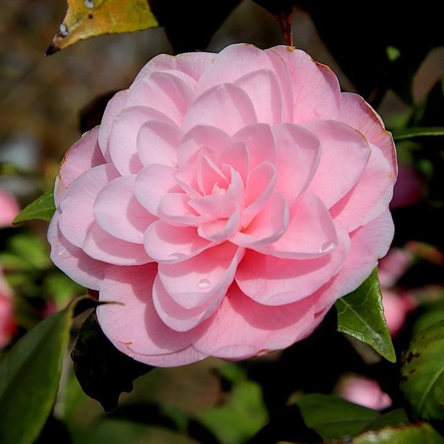 Camellia sasanqua 'Green 03-016' PP27334 ~ October Magic® Pink Perplexion™ Camellia-ServeScape