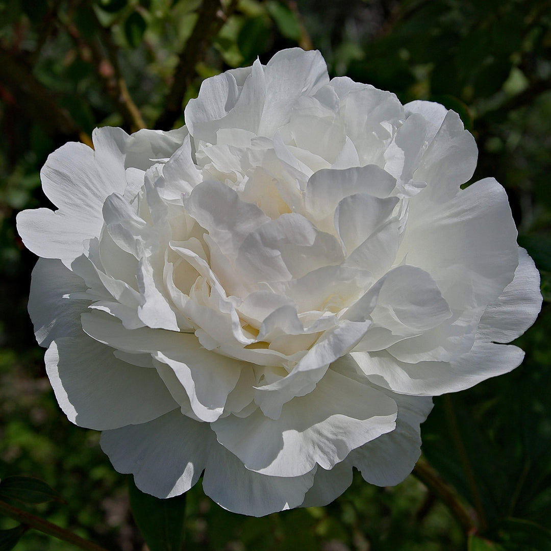 Camellia sasanqua 'Green S99-016' PP24887 ~ October Magic® Ivory™ Camellia - Delivered By ServeScape