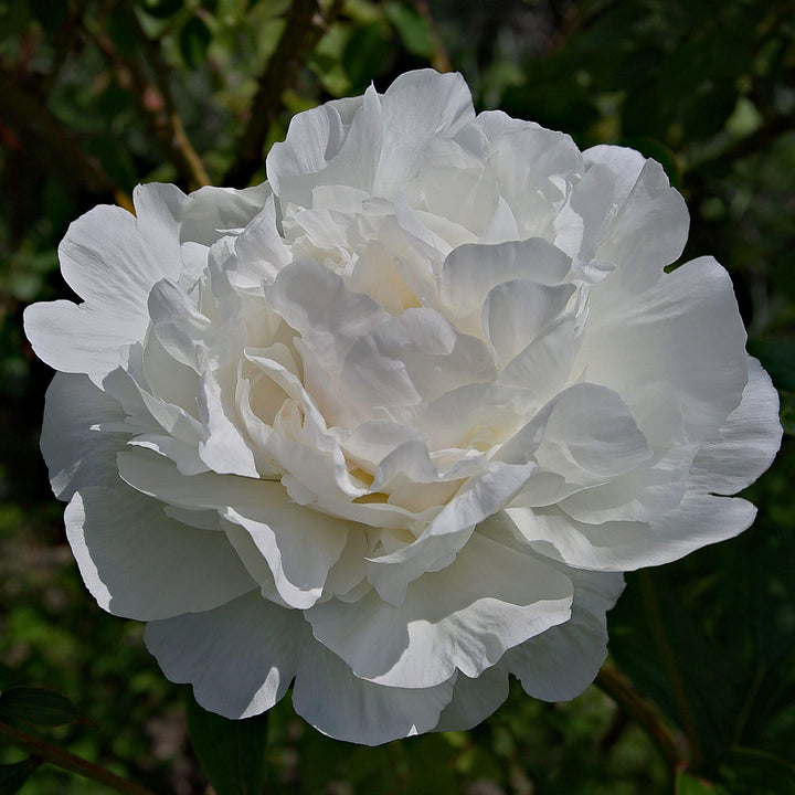 Camellia sasanqua 'Green S99-016' PP24887 ~ October Magic® Ivory™ Camellia - Delivered By ServeScape