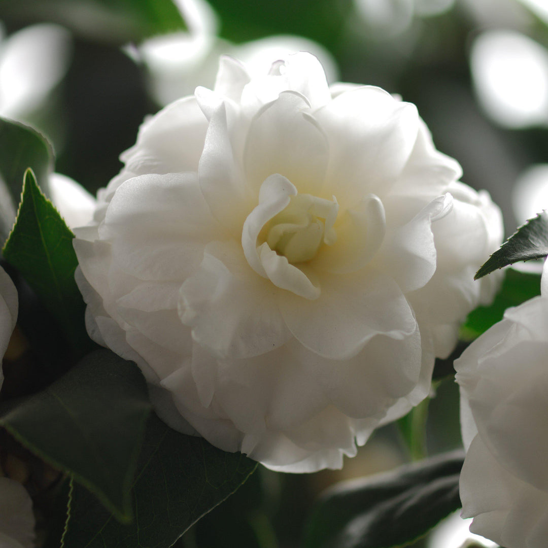 Camellia sasanqua 'Green S99-016' PP24887 ~ October Magic® Ivory™ Camellia-ServeScape
