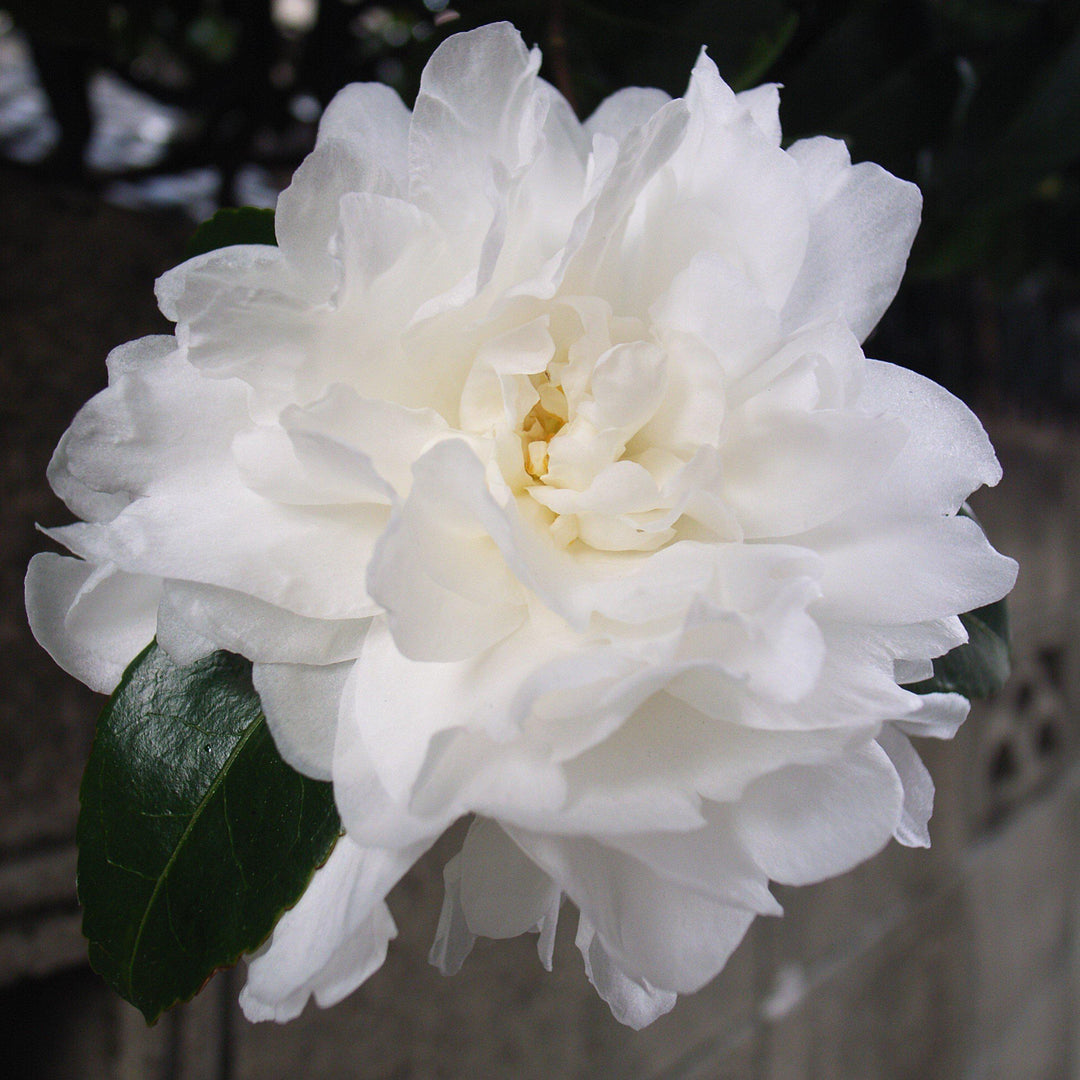 Camellia sasanqua 'Green S99-016' PP24887 ~ October Magic® Ivory™ Camellia-ServeScape
