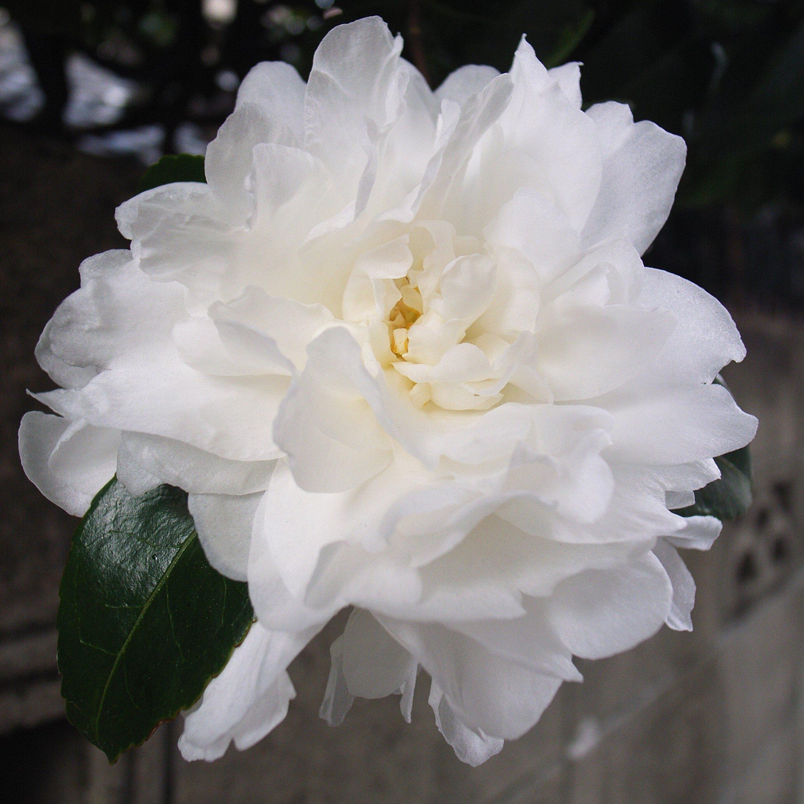 Camellia sasanqua 'Green S99-016' PP24887 ~ October Magic® Ivory™ Camellia-ServeScape