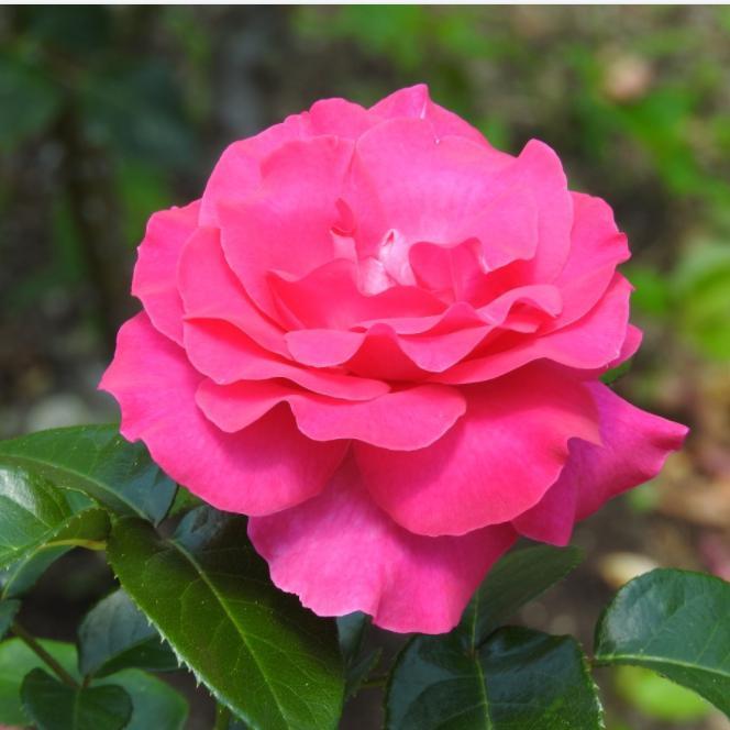 Camellia sasanqua 'Greens Blues' ~ Green Blues Camellia-ServeScape