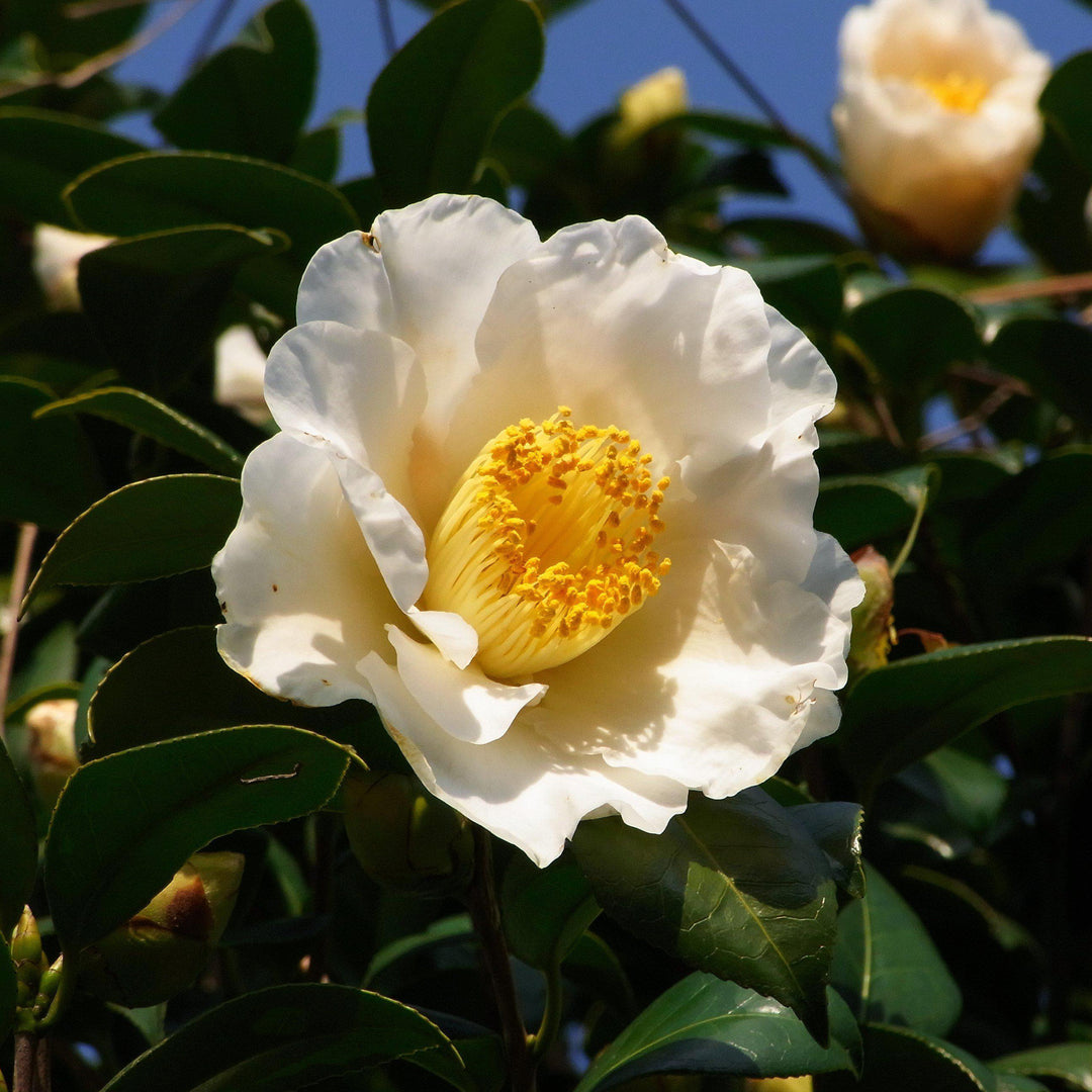 Camellia sasanqua 'Gulf Glory' ~ Gulf Glory Camellia-ServeScape