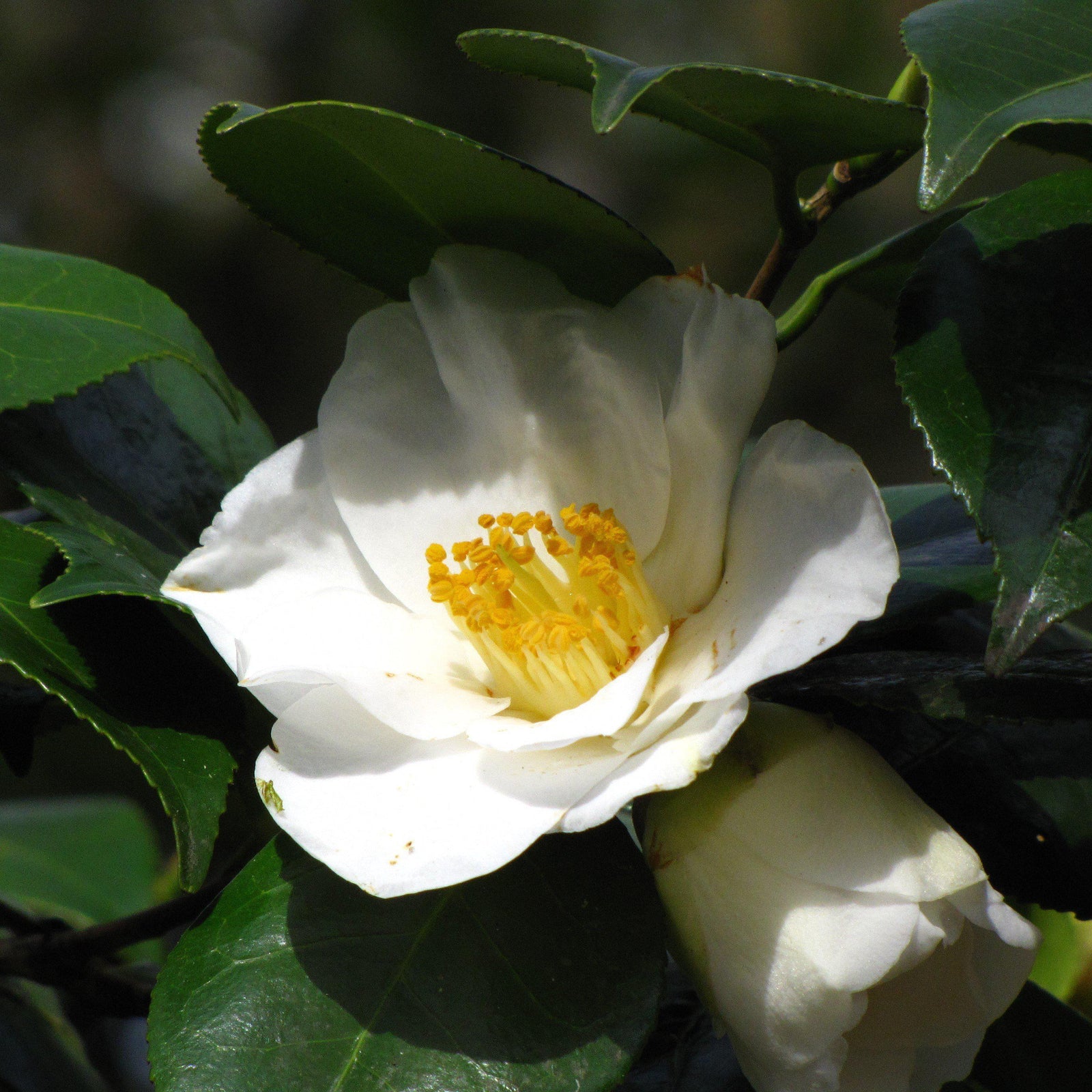 Camellia sasanqua 'Gulf Glory' ~ Gulf Glory Camellia-ServeScape