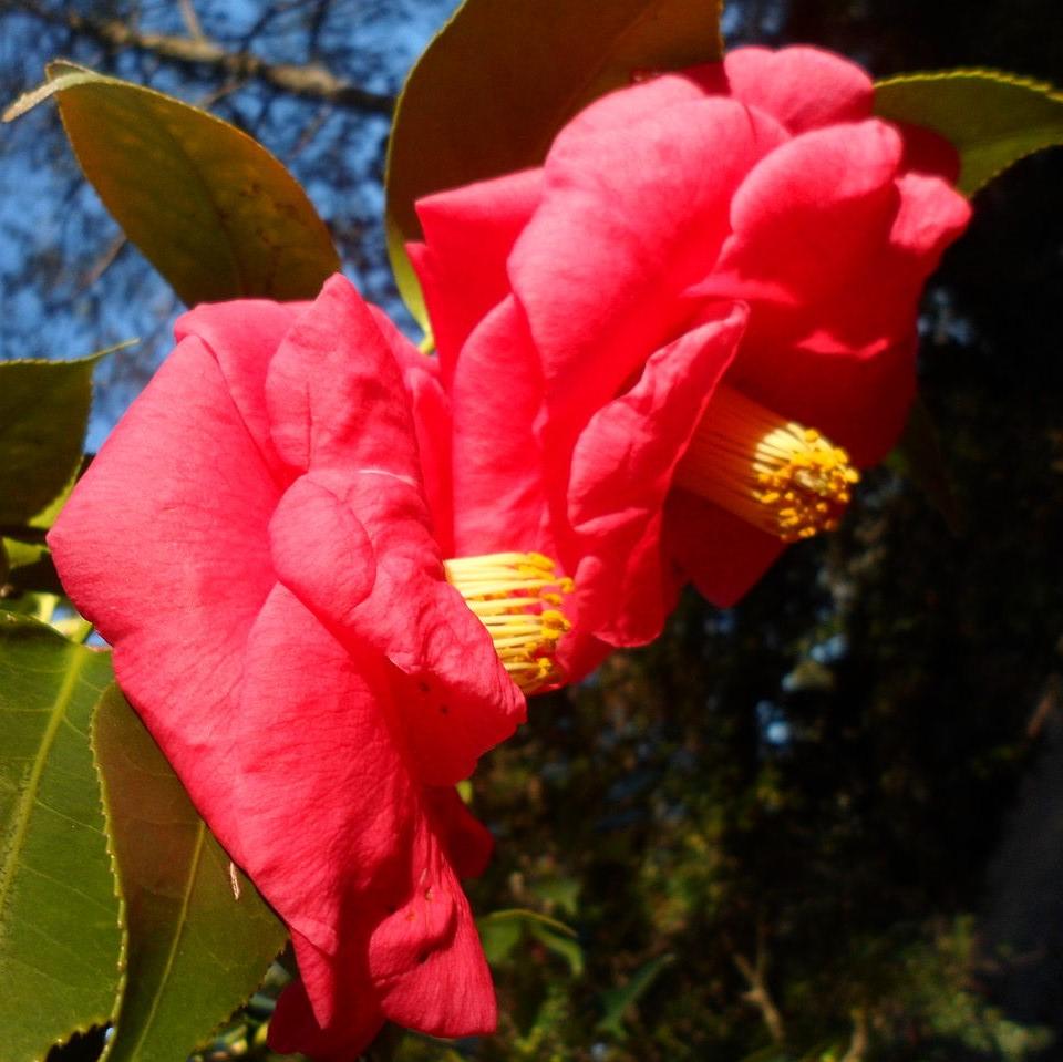 Camellia sasanqua 'Hot Flash' ~ Hot Flash Camellia-ServeScape