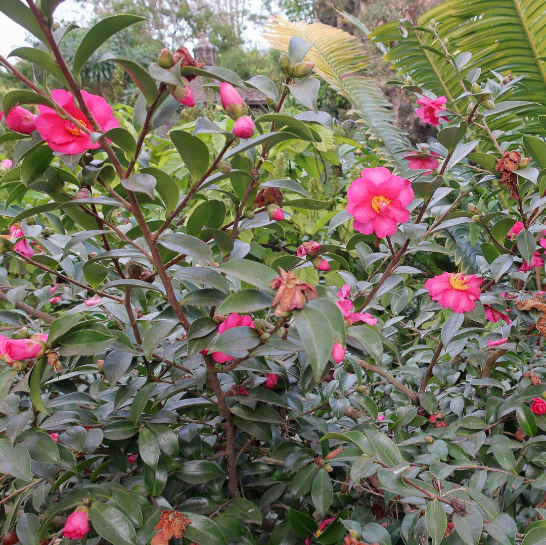 Camellia sasanqua 'Kanjiro' ~ Kanjiro Camellia-ServeScape