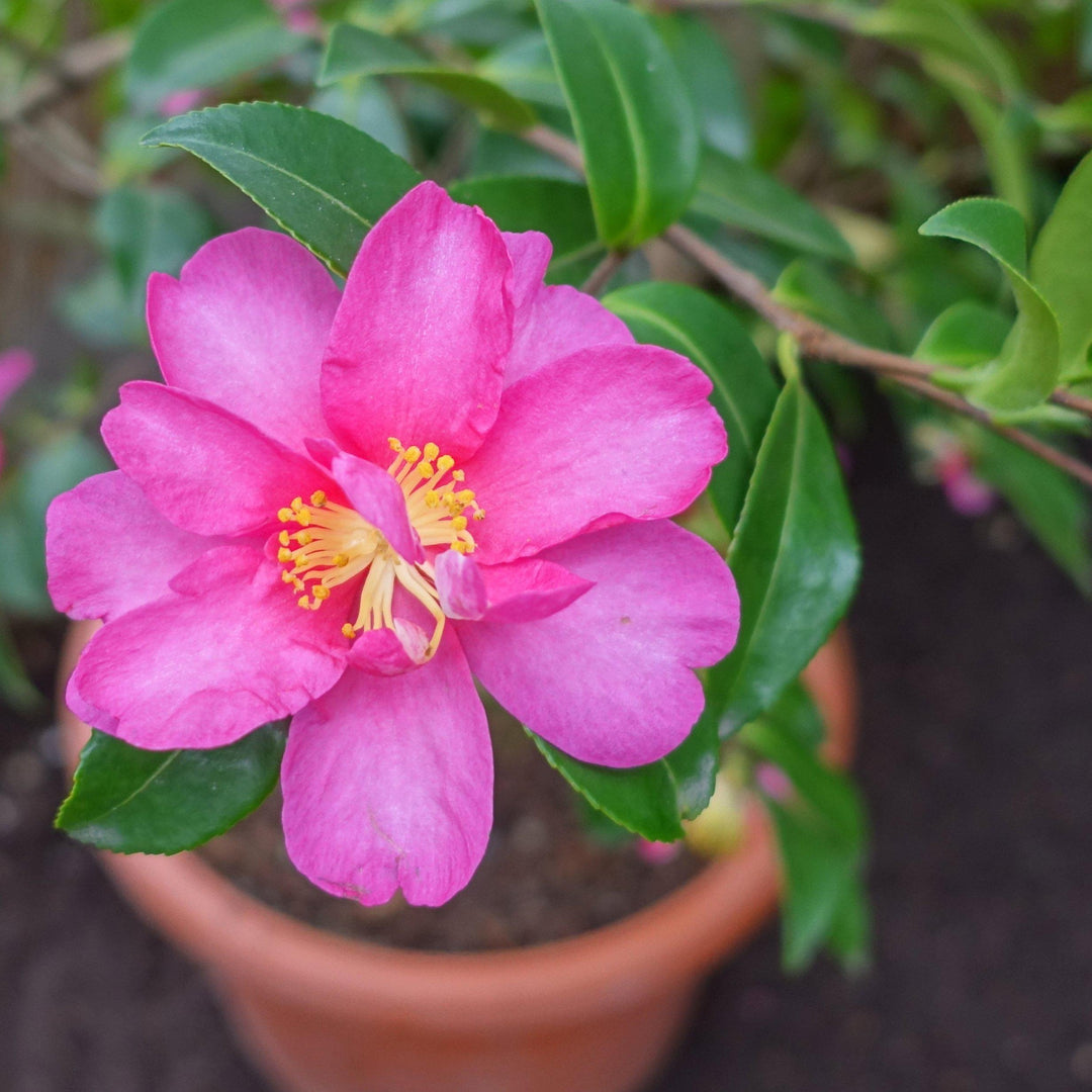 Camellia sasanqua 'Kanjiro' ~ Kanjiro Camellia - Delivered By ServeScape