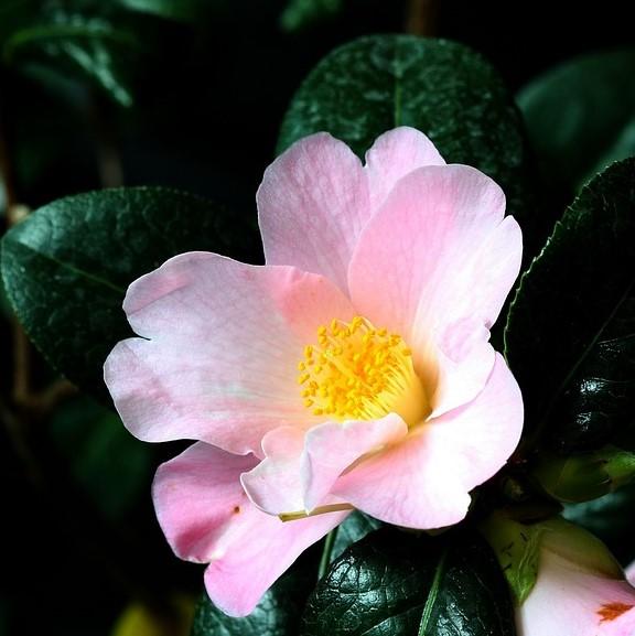 Camellia sasanqua 'Maiden's Blush' ~ Maiden's Blush Camellia-ServeScape
