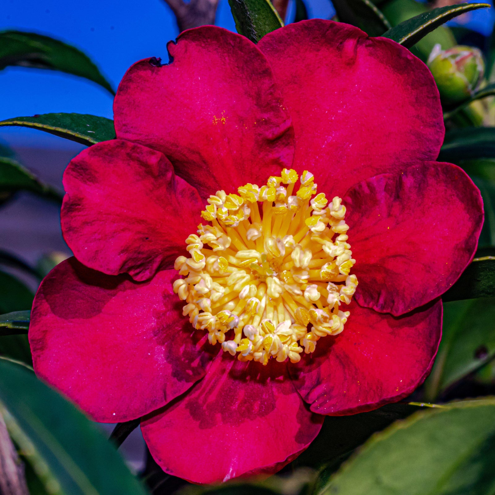 Camellia sasanqua 'Midnight Lover' ~ Midnight Lover Camellia-ServeScape