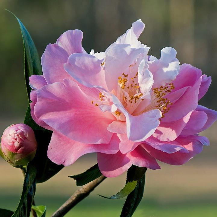 Camellia sasanqua 'Our Linda' ~ Our Linda Camellia-ServeScape