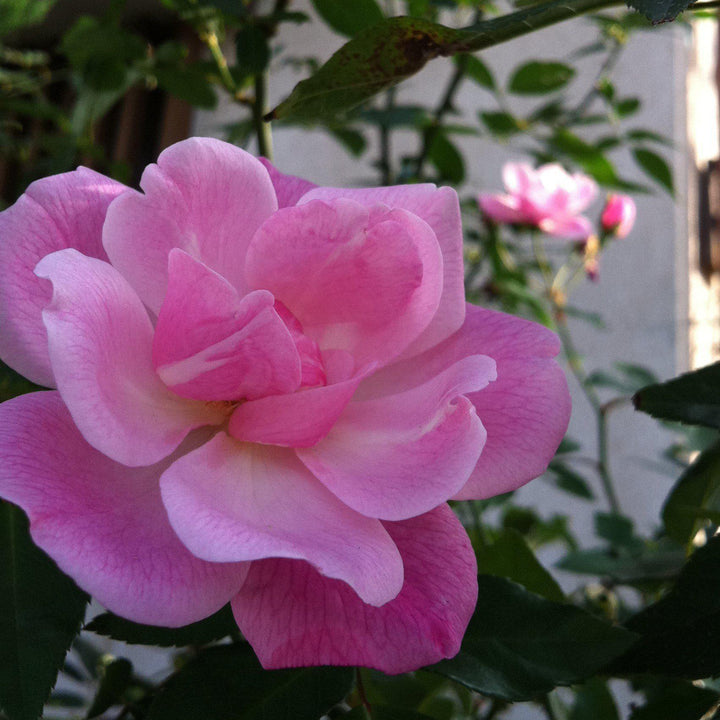 Camellia sasanqua 'Our Linda' ~ Our Linda Camellia-ServeScape
