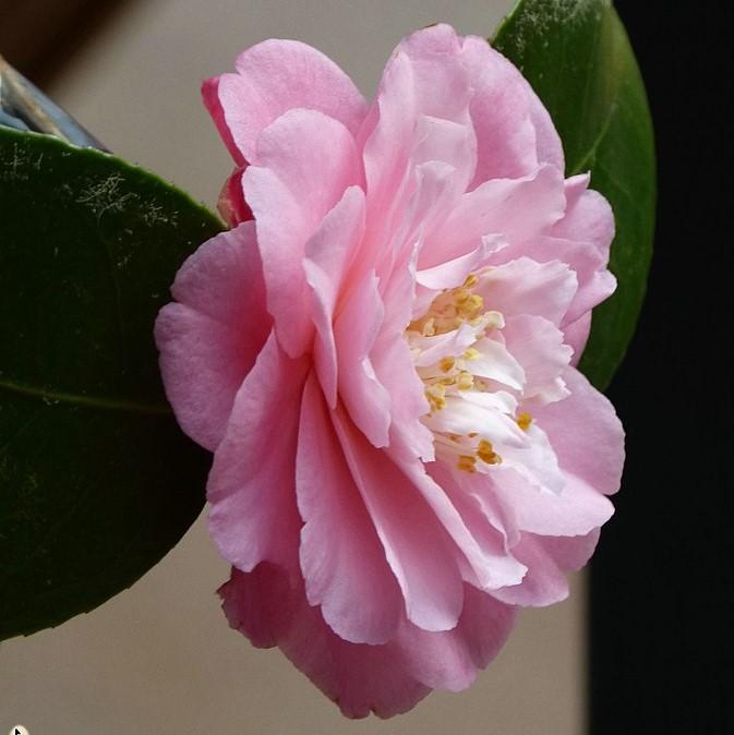 Camellia sasanqua 'Our Linda' ~ Our Linda Camellia-ServeScape