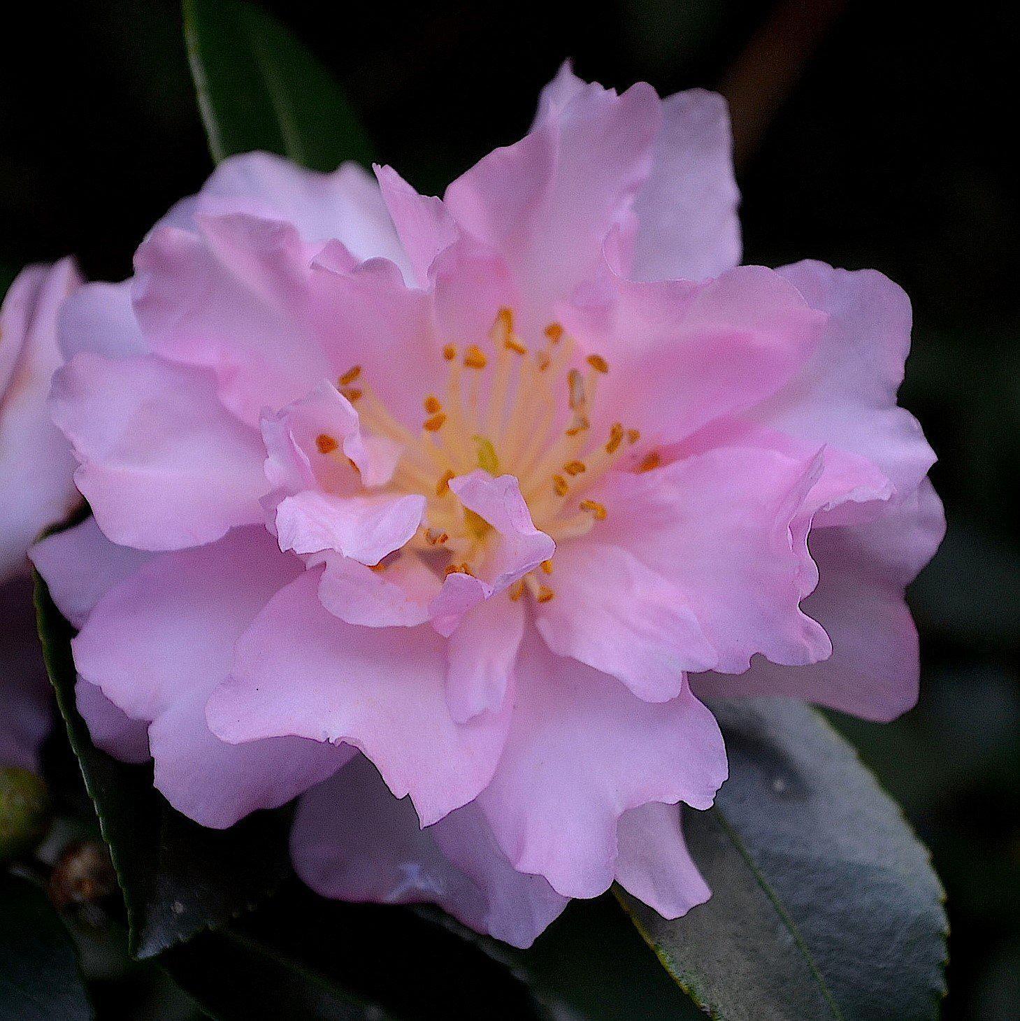 Camellia sasanqua 'Pink Snow' ~ Pink Snow Camellia-ServeScape