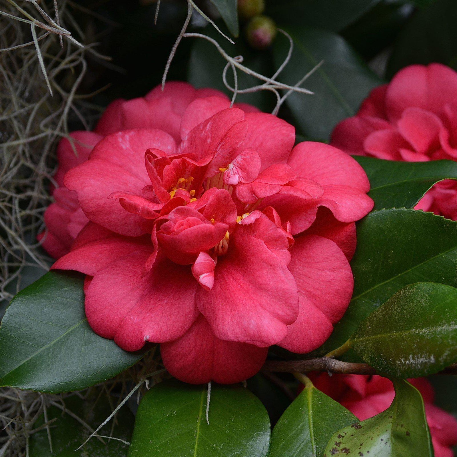 Camellia sasanqua 'Reverend Ida' ~ Reverend Ida Camellia-ServeScape