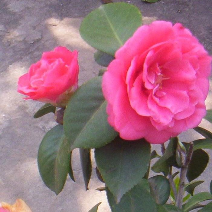 Camellia sasanqua 'Rose of Autumn' ~ Rose of Autumn Camellia-ServeScape