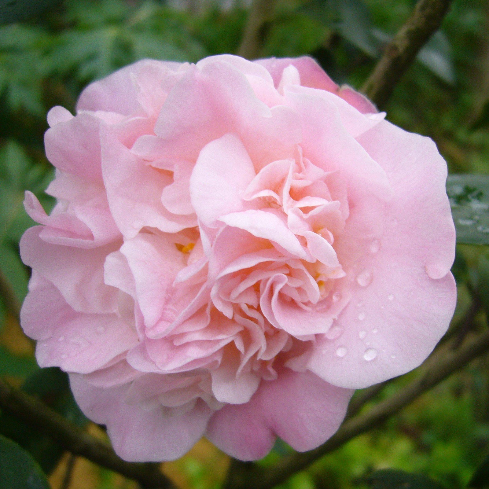 Camellia sasanqua 'Sarrel' ~ Sarrel Camellia-ServeScape