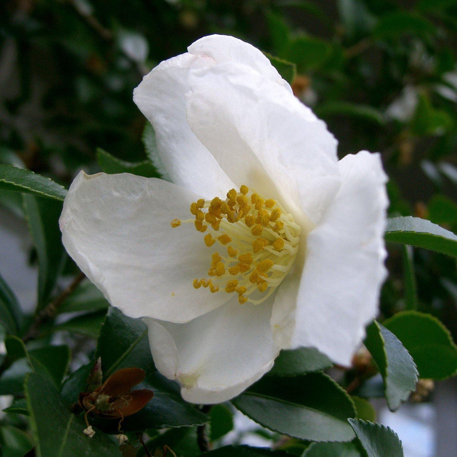 Camellia sasanqua ~ Sasanqua Camellia, White-ServeScape