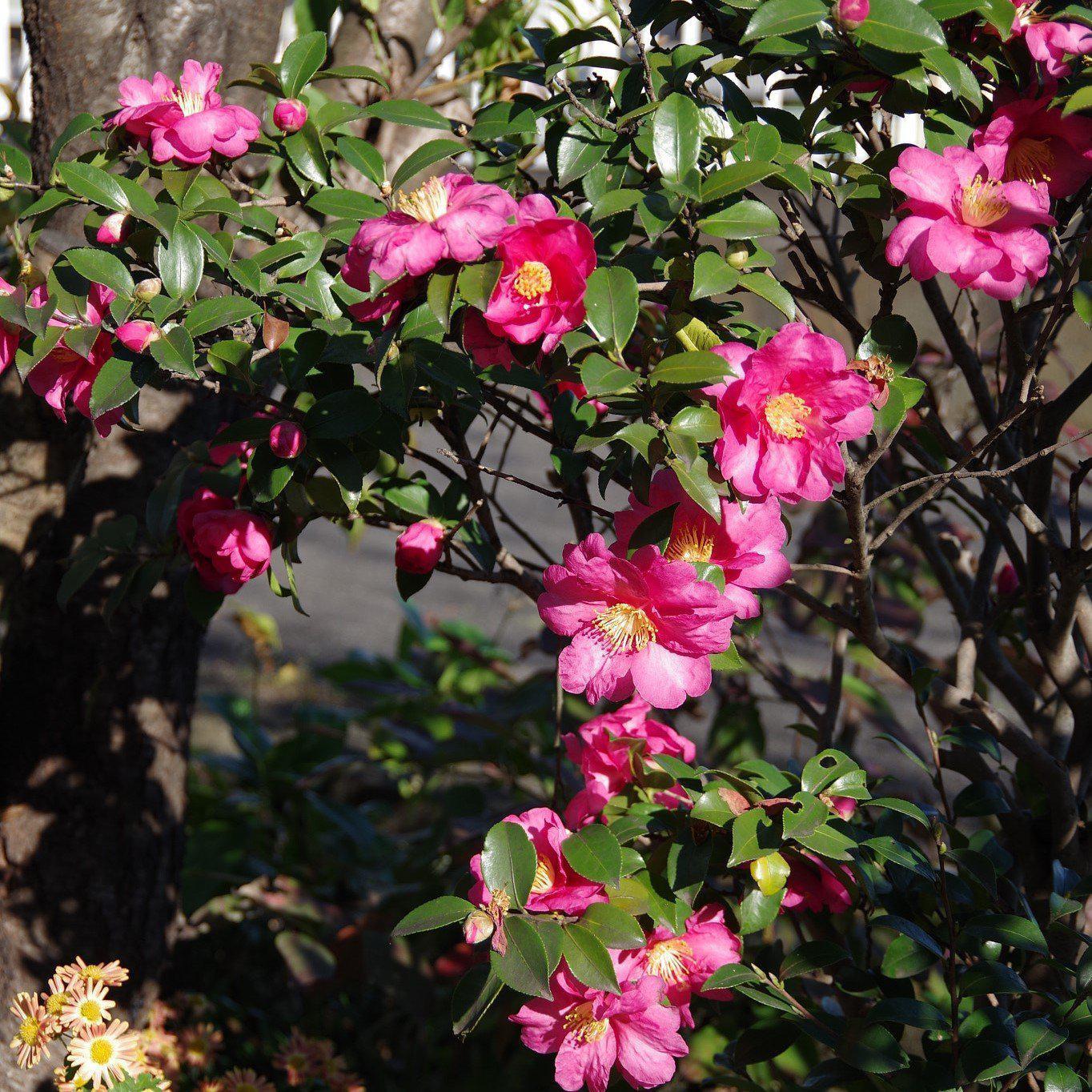 Camellia sasanqua ~ Sasanqua Camellia-ServeScape