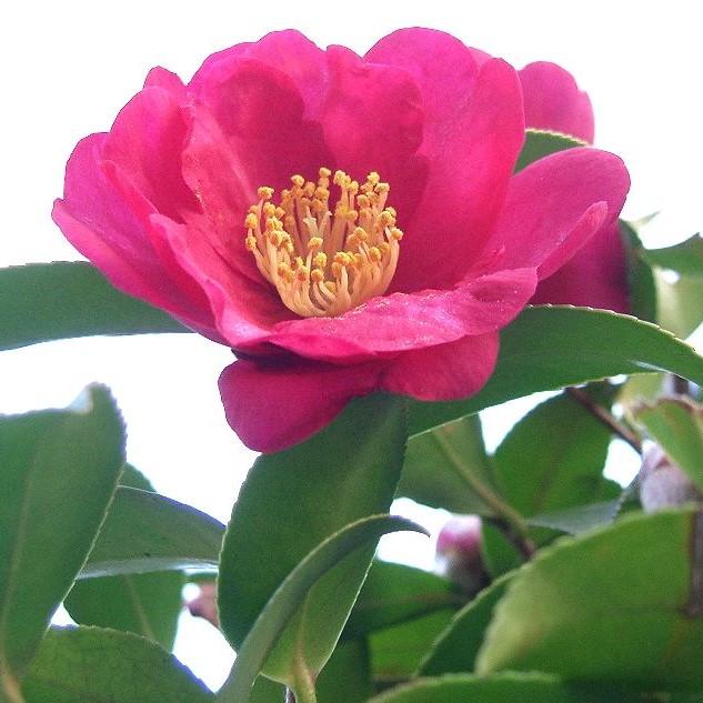 Camellia sasanqua ~ Sassanqua Camellia, Pink-ServeScape