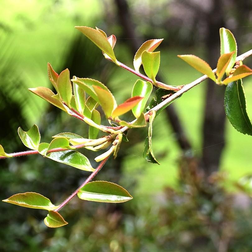 Camellia sasanqua 'Setsugekka' ~ Setsugekka Camellia-ServeScape