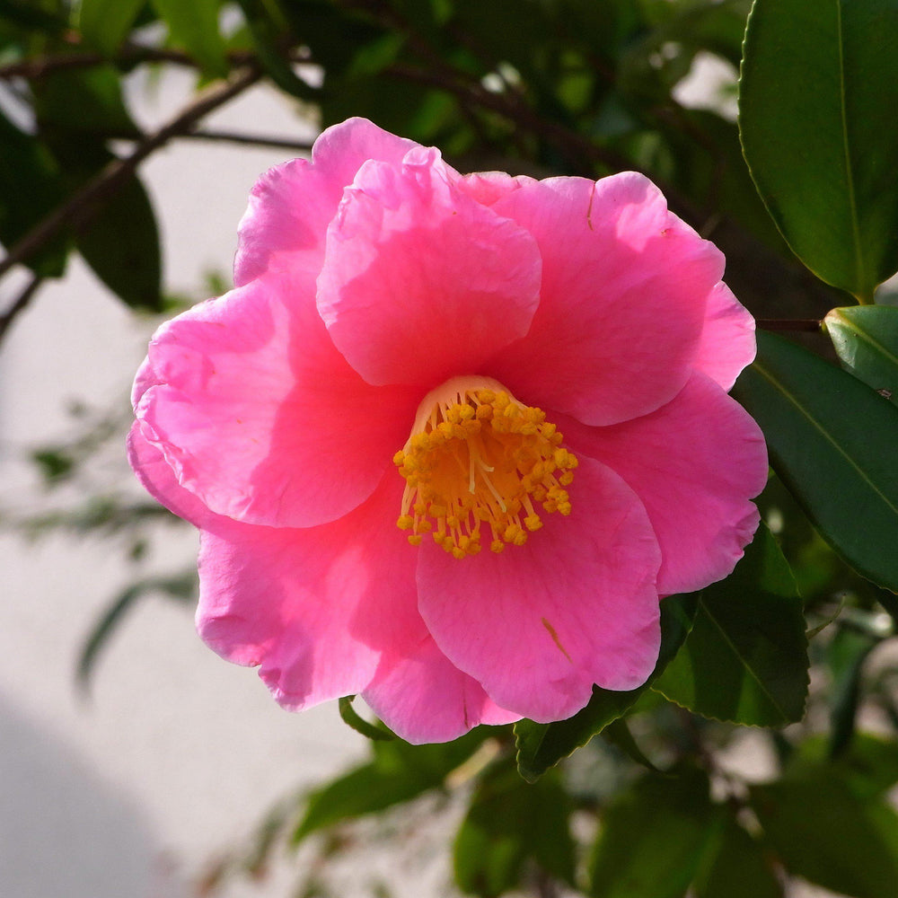 Camellia sasanqua 'Stephanie Golden' ~ Stephanie Golden Camellia-ServeScape