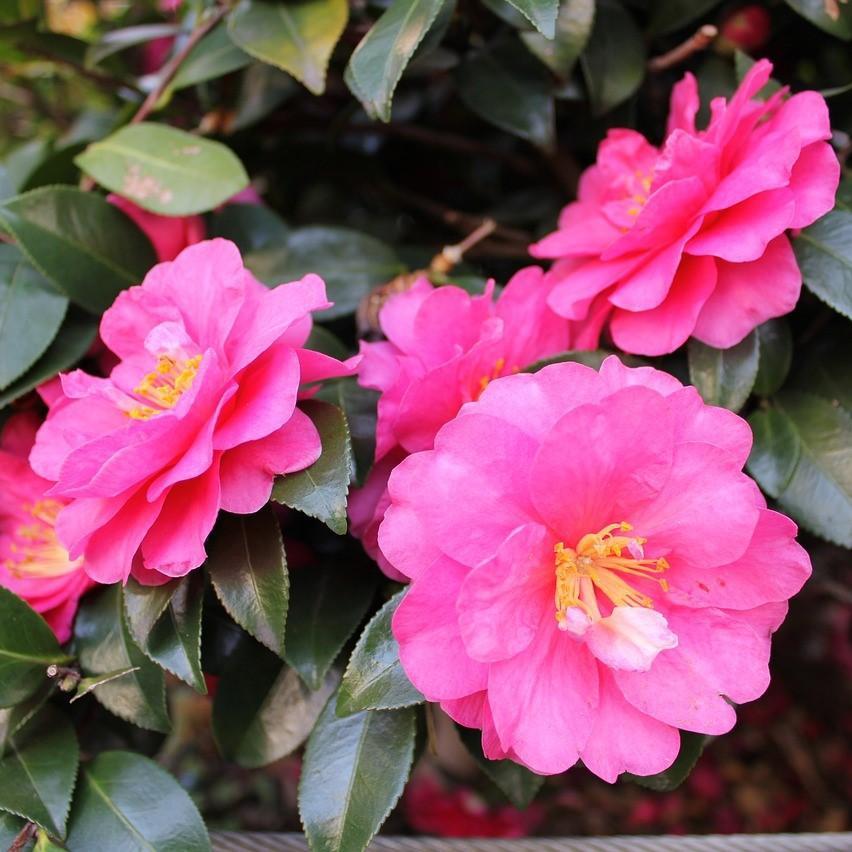 Camellia sasanqua 'Stephanie Golden' ~ Stephanie Golden Camellia - Delivered By ServeScape