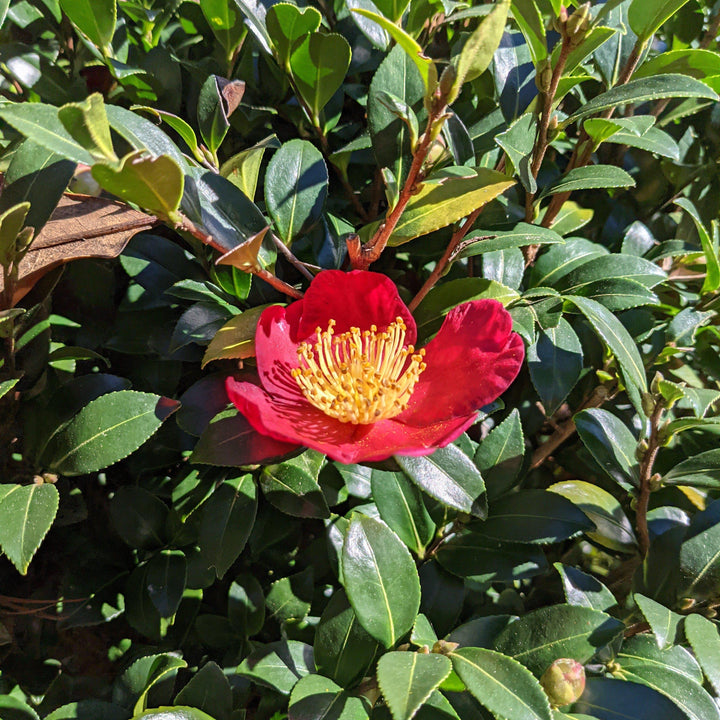 Camellia sasanqua 'Yuletide' ~ Yuletide Camellia-ServeScape